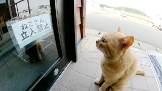 Cats are banned from entering the store and seem to be dissatisfied