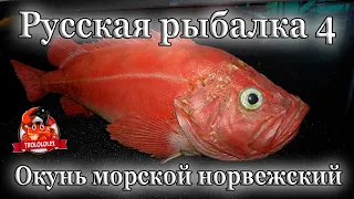 Русская рыбалка 4 Окунь морской Норвежский