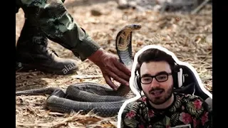 DR4M4 смотрит: How To Subdue A Cobra