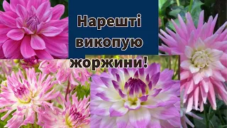 Нарешті викопую свої жоржини у Грудні!