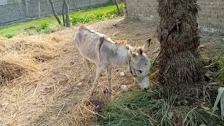 Donkey Eating Grass In Village Video#3