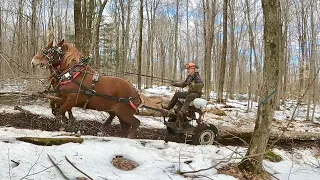 BARON IS LOGGING?!! // How to Teach a Horse to Pull #460