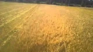 Harvesting barley in Finland. Puinti
