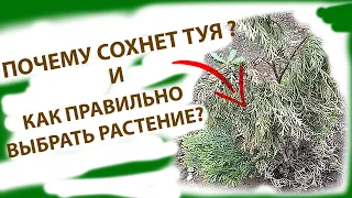 Почему сохнет ТУЯ ?... Или как правильно выбрать растение.