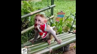 #babyanimals #dog #monkey #kudoanimalkiki #monkeyvideo #funnyanimals #monkeyfunnyvideo #kudoanimal