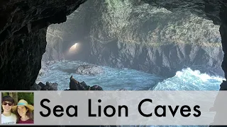 Sea Lion Caves - Oregon Coast: 4 Essential Tips for Your Visit