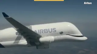 This Is Beluga Cargo Whale Plane by Airbus 😍