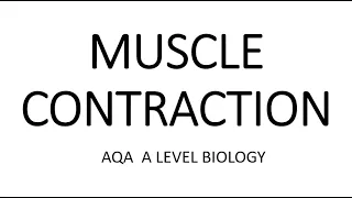 MUSCLE CONTRACTION - AQA A LEVEL BIOLOGY + EXAM QUESTIONS RUN THROUGH