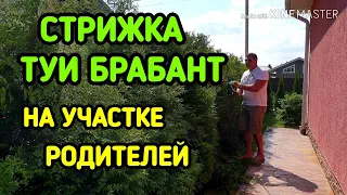 Живая изгородь из туи брабант