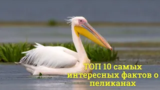 ТОП 10 самых интересных фактов о ПЕЛИКАНАХ