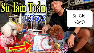 Tập 2: Su xí xọn Làm Bài Thi thử cấp 3 do SEN tổ chức sẽ NTN? | Chú chó đi hai chân