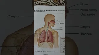 Conducting zone in respiratory system