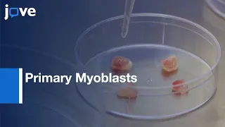 Primary Myoblasts Isolation and Differentiation | Protocol Preview