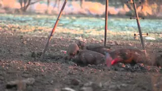 Three Hogs With One Arrow