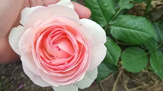 Июнь 2022, первое цветение роз первогодок.