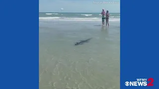 Alligator on North Myrtle Beach