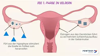 Der Menstruationszyklus - Erklärvideo