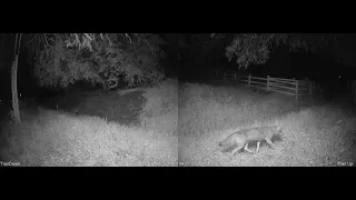 3 Coyotes on Thoroughbred Trail, 04/07/24