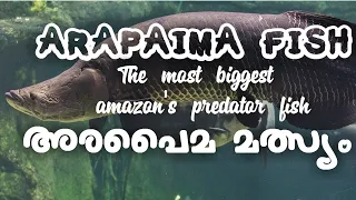 Arapaima fish | Largest Predator fish | full review and information in malayalam