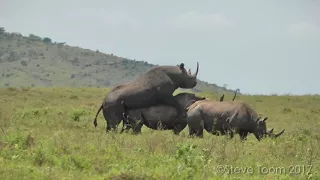 Mating rhinos