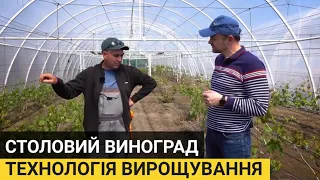 Технологія вирощування столового винограду. Поради виноградаря М. ГРЕЧКА