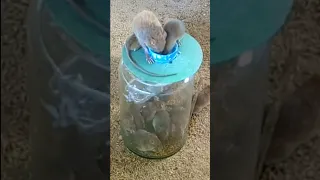 Easy Bottle Glass Mouse Trap - DIY First Part