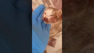 Rescued injured kitten in very bad condition | rescue mission| road accident.