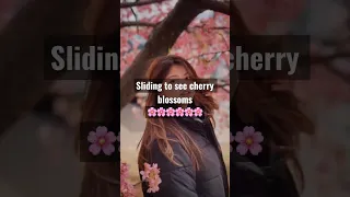 Japan’s slide to view cherry blossoms 🌸 🛝 yes please!