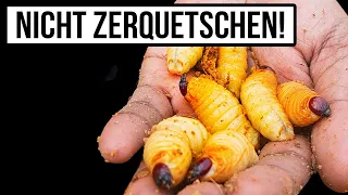 14 Insekten, bei denen du dir zweimal überlegst, ob du rausgehst