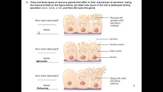 Classification of Exocrine glands; Merocrine, Apocrine and Holocrine glands