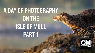 Dawn until dusk on the ISLE OF MULL Part 1 - Wildlife Photography - OM System OM-1