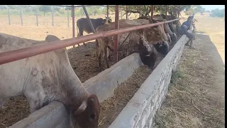 Feedlot success at Marereni feedlot farm in Magarini #bull #feedlot #feeds#farming # #cowvideos