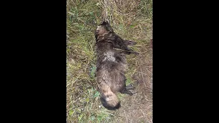 Енот на приваде Raccoon dog