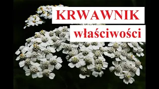 KRWAWNIK - WŁAŚCIWOŚCI, działanie