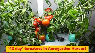 5 months of journey with '42 Day' Tomatoes in Aerogarden Harvest