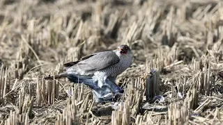 새매(Eurasian Sparrowhawk)