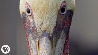 How Do Pelicans Survive Their Death-Defying Dives? | Deep Look