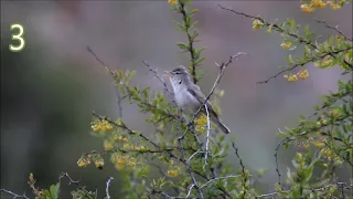 Dağ Mukalidi kuşunun  5 farklı ötüşü  | 5 different calls of the  Upcher`s Warbler
