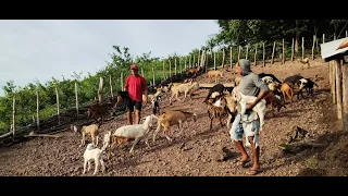 VEJA COMO FOI A CHEGADA DAS CABRAS AQUI NO PROJETO DA ROÇA