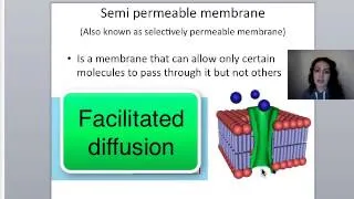 Diffusion and Osmosis.mp4