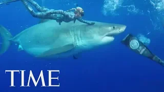 Divers Discovered An Enormous Great White Shark Off The Coast Of Hawaii | TIME