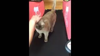 Cat on a treadmill