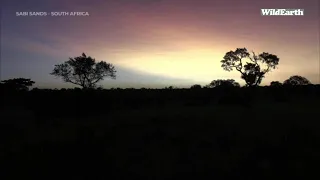 WildEarth - Sunset Safari - 17 February 2022