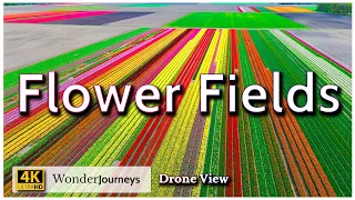 Flower Fields of The Netherlands • Drone View 4K - Part-1