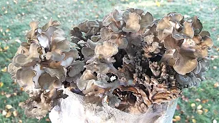HOW TO GROW MAITAKE MUSHROOM ON PASTEURIZED FUEL PELLETS, Strain Selection and Tips for Fruiting