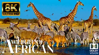 4K African Animals Wildlife of Okavango Delta Area, Botswana, Africa Scenic Film With African Music