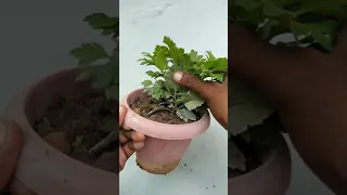 1st tip of chrysanthemum plant.
