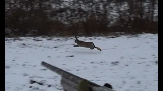 Охота, Заяц-Партизан (Hunting, Hare-Partisan)