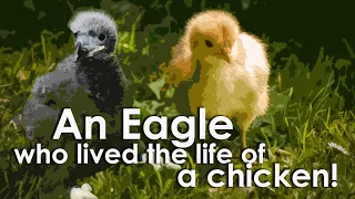 What happened to an eagle who lived with chickens!?| Motivational short story