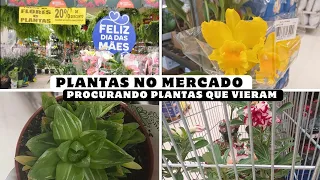 SAIDINHA NO MERCADO TEVE MAIS PLANTAS| CONSEGUI A SUCULENTA BABALOO #plantas #carrefour